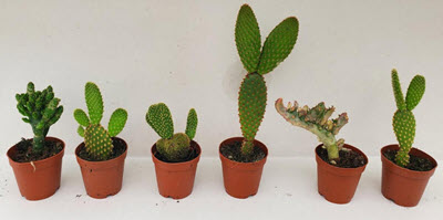 2" Cactus Opuntia Assortment